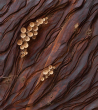 Carica l'immagine nel visualizzatore di Gallery, Baikà n.11 - Come d'incanto - 44,5cm x 49cm (in mostra)