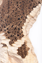 Carica l'immagine nel visualizzatore di Gallery, Rovine
